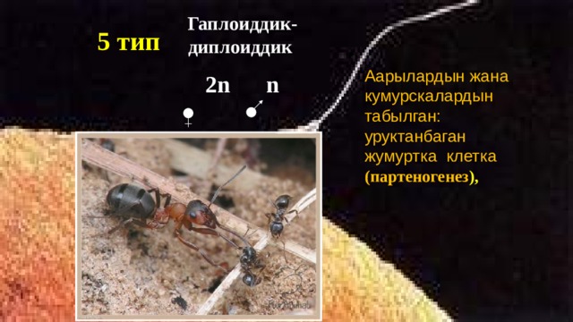 Гаплоиддик-диплоиддик 2n n 5 тип  Аарылардын жана кумурскалардын табылган: уруктанбаган жумуртка клетка (партеногенез ),  