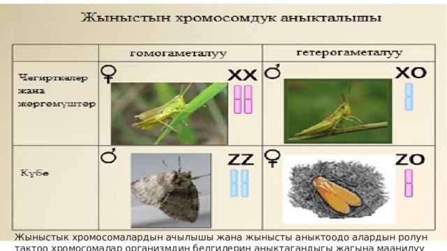  Жыныстык хромосомалардын ачылышы жана жынысты аныктоодо алардын ролун тактоо хромосомалар организмдин белгилерин аныктагандыгы жагына маанилүү далил болгон. 
