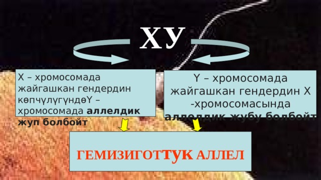 ХУ  Y – хромосомада жайгашкан гендердин Х -хромосомасында аллелдик жубу болбойт Х – хромосомада жайгашкан гендердин көпчүлүгүндѳY – хромосомада аллелдик жуп болбойт  ГЕМИЗИГОТ тук АЛЛЕЛ  