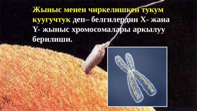 Жыныс менен чиркелишкен тукум куугучтук деп– белгилердин Х- жана Y- жыныс хромосомалары аркылуу берилиши.  