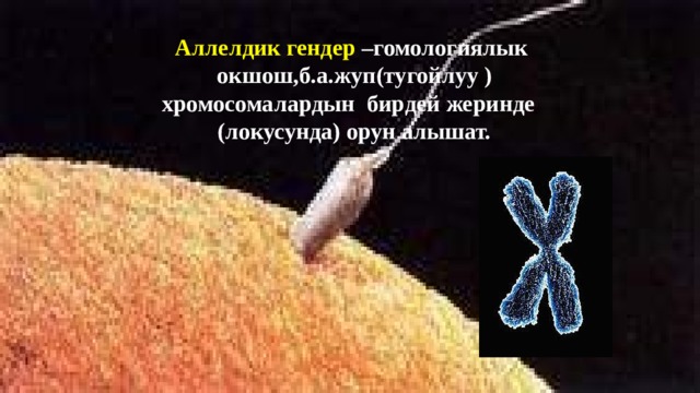 Аллелдик гендер –гомологиялык окшош,б.а.жуп(тугойлуу ) хромосомалардын бирдей жеринде (локусунда) орун алышат.  