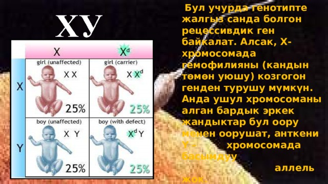  Бул учурда генотипте жалгыз санда болгон рецессивдик ген байкалат. Алсак, Х- хромосомада гемофилияны (кандын төмөн уюшу) козгогон генден турушу мүмкүн. Анда ушул хромосоманы алган бардык эркек жандыктар бул оору менен оорушат, анткени Y – хромосомада басымдуу  аллель жок . 