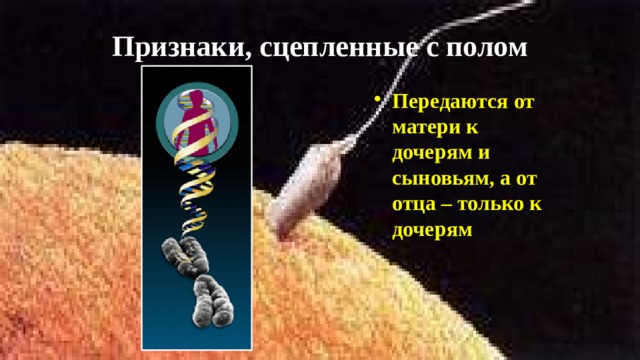 Признаки, сцепленные с полом Передаются от матери к дочерям и сыновьям, а от отца – только к дочерям  