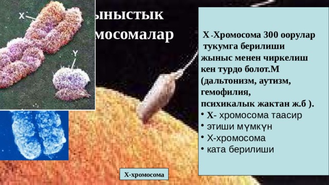  Х - Хромосома 300 оорулар Жыныстык  хромосомалар  тукумга берилиши жыныс менен чиркелиш кен турдо болот.М (дальтонизм, аутизм, гемофилия, психикалык жактан ж.б ).  Х- хромосома таасир  этиши мүмкүн  Х-хромосома  ката берилиши  Х-хромосома  