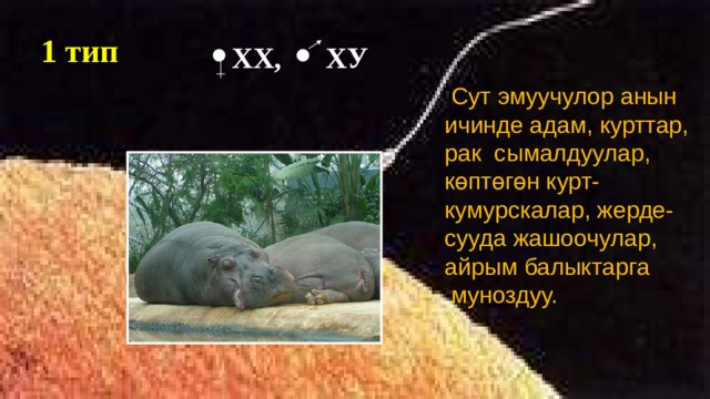 1 тип  ХХ, ХУ  Сут эмуучулор анын ичинде адам, курттар, рак сымалдуулар, көптөгөн курт-кумурскалар, жерде-сууда жашоочулар, айрым балыктарга муноздуу.  