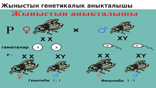 Жыныстын генетикалык аныкталышы 