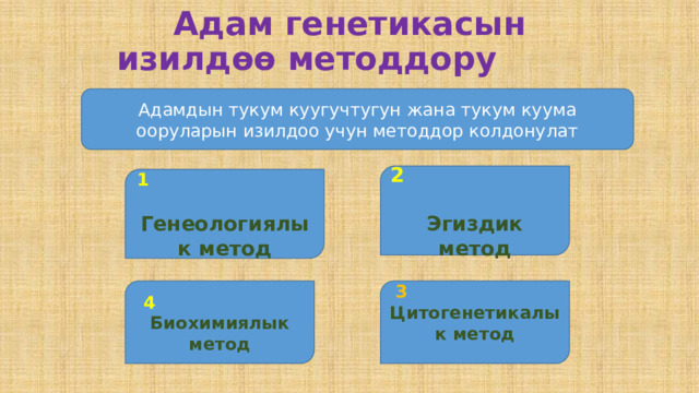  Адам генетикасын изилдѳѳ методдору Адамдын тукум куугучтугун жана тукум куума ооруларын изилдоо учун методдор колдонулат 2  Эгиздик метод 1  Генеологиялык метод 4  Биохимиялык метод 3  Цитогенетикалык метод 