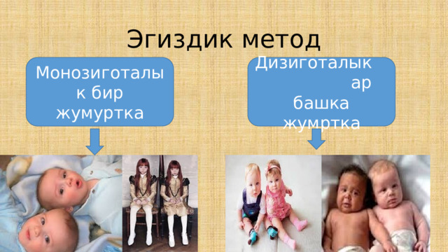 Эгиздик метод Монозиготалык бир жумуртка Дизиготалык ар башка жумртка 
