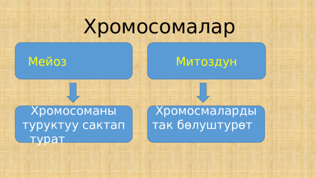 Хромосомалар Мейоз  Митоздун Хромосоманы туруктуу сактап турат Хромосмаларды так б ѳлуштурѳт  