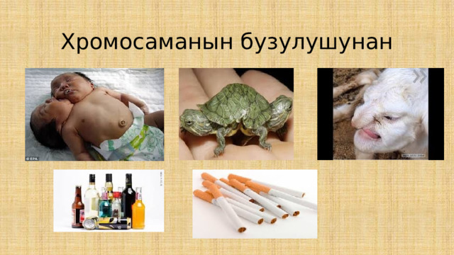 Хромосаманын бузулушунан 