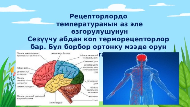 Рецепторлордо температуранын аз эле ѳзгорулушунун Сезүүчу абдан коп терморецепторлор бар. Бул борбор ортонку мээде орун алган   