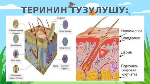 ТЕРИНИН ТУЗУЛУШУ: 