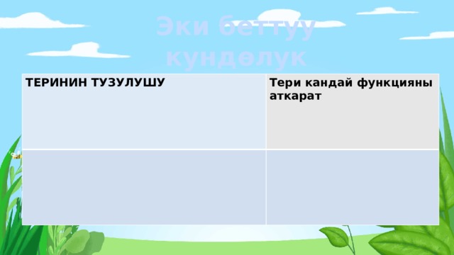 Эки беттуу кунд ѳлук ТЕРИНИН ТУЗУЛУШУ Тери кандай функцияны аткарат 