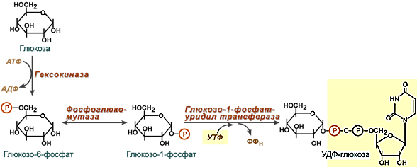 Пути использования атф в организме схема