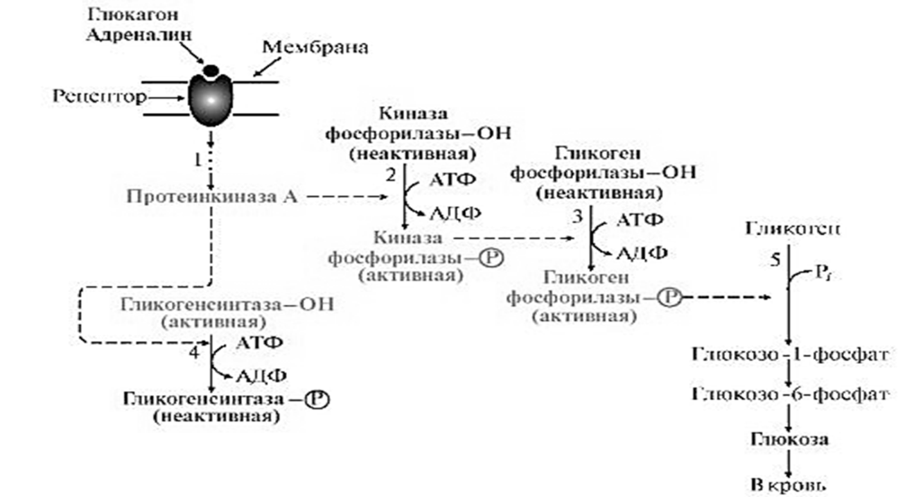 Адреналин углеводы. Схема действия глюкагона биохимия. Механизм действия глюкагона схема. Глюкагон схема. Глюкагон гормон.