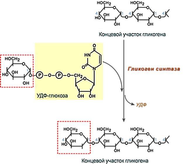 Удф глюкоза. Синтез гликогена гликогенсинтаза. Химизм основных этапов синтеза гликогена. Схема регуляции активности гликогенсинтетазы. Синтез УДФ Глюкозы.