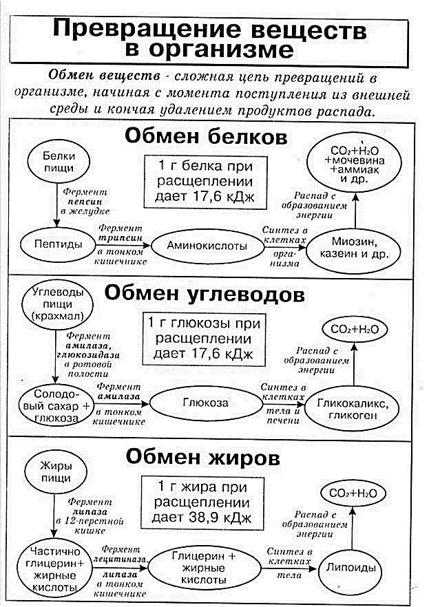 Обмен белков жиров и углеводов презентация