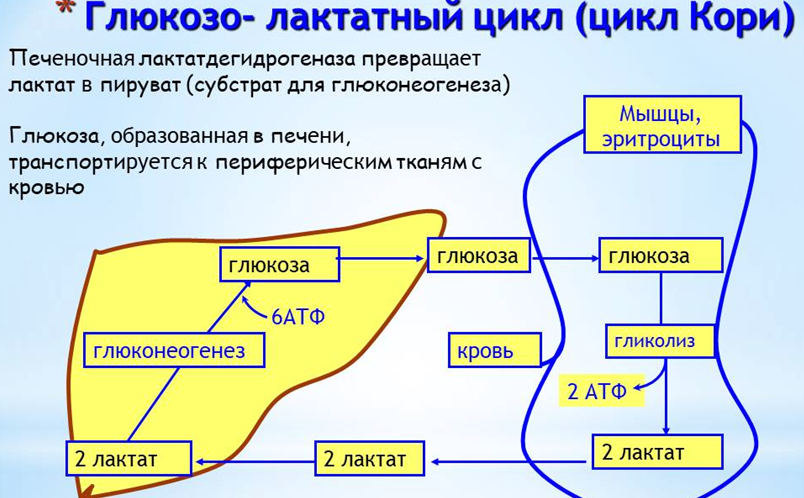 Превышения уровня лактата в организме. Цикл кори глюконеогенез. Цикл кори и глюкозо-аланиновый цикл. Глюкозо лактатный цикл биохимия. Схема глюкозо-аланинового цикла.