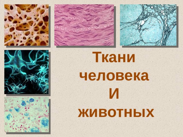 Ткани человека И животных 
