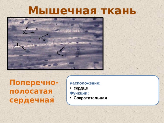 Урок 7. Ткани. Типы тканей и их свойства