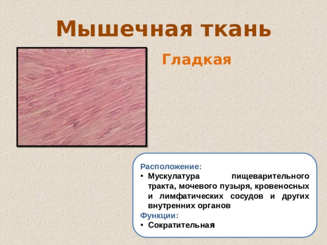 Мышечная ткань Гладкая Расположение: Мускулатура пищеварительного тракта, мочевого пузыря, кровеносных и лимфатических сосудов и других внутренних органов Функции: Сократительна я 