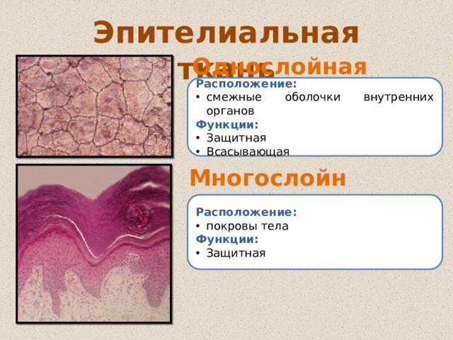 Эпителиальная ткань Однослойная Расположение: смежные оболочки внутренних органов Функции: Защитная Всасывающая Многослойная Расположение: покровы тела Функции: Защитная 