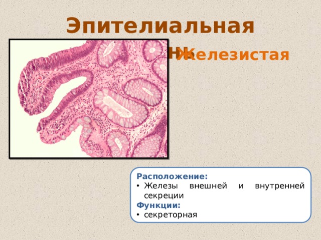 Эпителиальная ткань Железистая Расположение: Железы внешней и внутренней секреции Функции: секреторная 