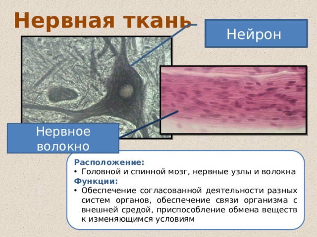 "Ткани человека". Презентация к уроку биологии.