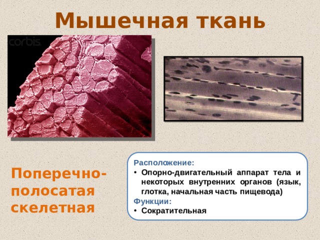 Мышечная ткань Расположение: Опорно-двигательный аппарат тела и некоторых внутренних органов (язык, глотка, начальная часть пищевода) Функции: Сократительная Поперечно-полосатая скелетная 