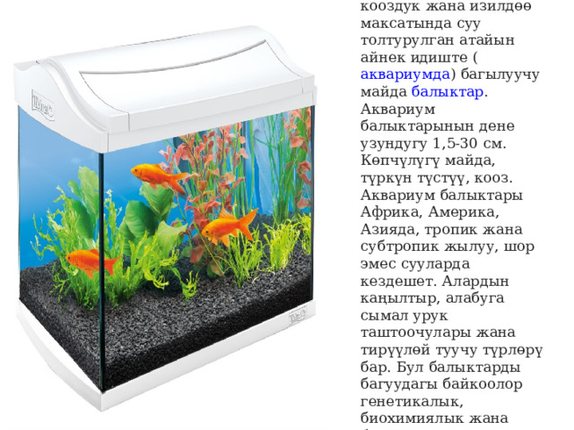 Аквариум балыктары  - кооздук жана изилдөө максатында суу толтурулган атайын айнек идиште ( аквариумда ) багылуучу майда  балыктар . Аквариум балыктарынын дене узундугу 1,5-30 см. Көпчүлүгү майда, түркүн түстүү, кооз. Аквариум балыктары Африка, Америка, Азияда, тропик жана субтропик жылуу, шор эмес сууларда кездешет. Алардын каңылтыр, алабуга сымал урук таштоочулары жана тирүүлөй туучу түрлөрү бар. Бул балыктарды багуудагы байкоолор генетикалык, биохимиялык жана бионикалык изилдөөлөр үчүн чоң мааниге ээ. 