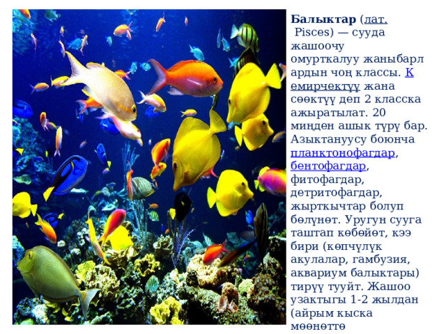 Балыктар  ( лат.  Pisces) — сууда жашоочу омурткалуу жаныбарлардын чоң классы.  К емирчектүү  жана  сɵɵктүү деп 2 класска ажыратылат. 20 миңден ашык түрү бар. Азыктануусу боюнча  планктонофагдар ,  бентофагдар , фитофагдар, детритофагдар, жырткычтар болуп бөлүнөт. Уругун сууга таштап көбөйөт, кээ бири (көпчүлүк акулалар, гамбузия, аквариум балыктары) тирүү тууйт. Жашоо узактыгы 1-2 жылдан (айрым кыска мөөнөттө жетилүүчүлөрү), 100 жылга чейин (белугалар) ж. б 