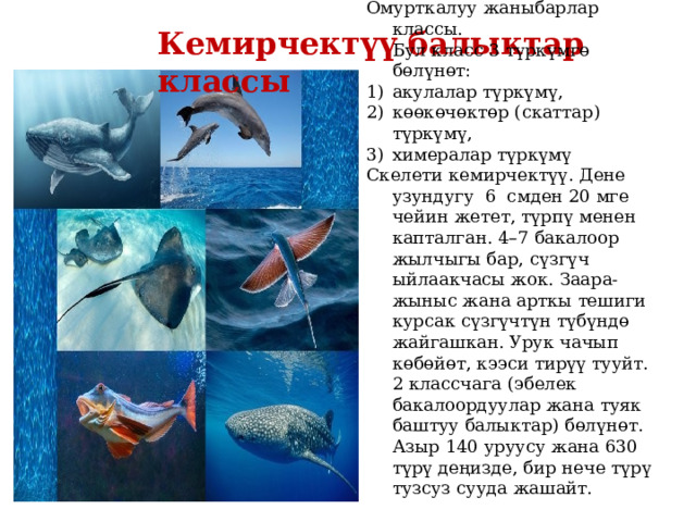Омурткалуу жаныбарлар классы. Бул класс 3 түркүмгɵ бɵлүнɵт: акулалар түркүмү, кɵɵкɵчɵктɵр (скаттар) түркүмү, химералар түркүмү Скелети кемирчектүү. Дене узундугу 6 смден 20 мге чейин жетет, түрпү менен капталган. 4–7 бакалоор жылчыгы бар, сүзгүч ыйлаакчасы жок. Заара-жыныс жана арткы тешиги курсак сүзгүчтүн түбүндө жайгашкан. Урук чачып көбөйөт, кээси тирүү тууйт. 2 классчага (эбелек бакалоордуулар жана туяк баштуу балыктар) бөлүнөт. Азыр 140 уруусу жана 630 түрү деңизде, бир нече түрү тузсуз сууда жашайт. Кемирчектүү балыктар   классы 