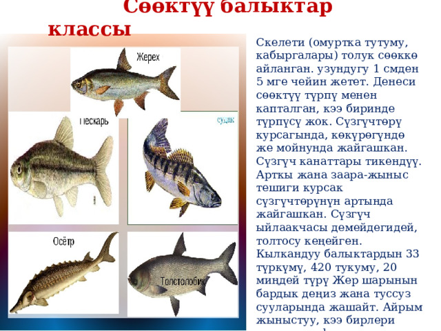  Сɵɵктүү балыктар классы Скелети (омуртка тутуму, кабыргалары) толук сөөккө айланган. узундугу 1 смден 5 мге чейин жетет. Денеси сөөктүү түрпү менен капталган, кээ биринде түрпүсү жок. Сүзгүчтөрү курсагында, көкүрөгүндө же мойнунда жайгашкан. Сүзгүч канаттары тикендүү. Арткы жана заара-жыныс тешиги курсак сүзгүчтөрүнүн артында жайгашкан. Сүзгүч ыйлаакчасы демейдегидей, толтосу кеңейген. Кылкандуу балыктардын 33 түркүмү, 420 тукуму, 20 миңдей түрү Жер шарынын бардык деңиз жана туссуз сууларында жашайт. Айрым жыныстуу, кээ бирлери гана  гермафродиттер . Уруктануусу көбүнчө сыртта жүрөт, жумуртка (икра) таштайт. Кээси тирүү тууйт ( ганбузия  жана башка). 