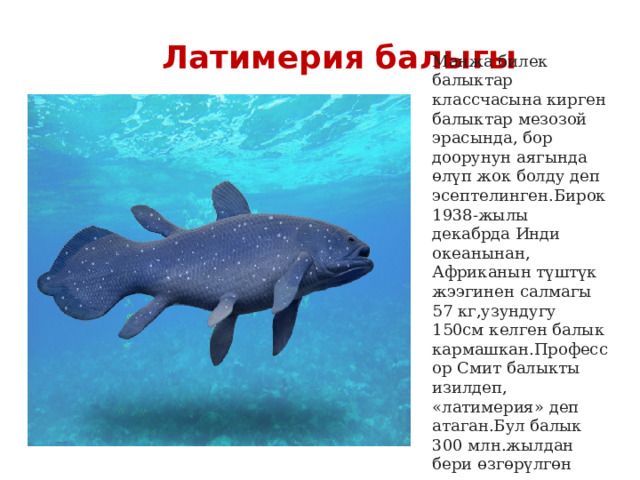 Латимерия балыгы Манжа билек балыктар классчасына кирген балыктар мезозой эрасында, бор доорунун аягында ɵлүп жок болду деп эсептелинген.Бирок 1938-жылы декабрда Инди океанынан, Африканын түштүк жээгинен салмагы 57 кг,узундугу 150см келген балык кармашкан.Профессор Смит балыкты изилдеп, «латимерия» деп атаган.Бул балык 300 млн.жылдан бери ɵзгɵрүлгɵн жок. 