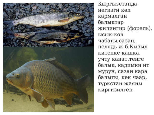 Кыргызстанда негизги кɵп кармалган балыктар жилингир (форель), ысык-кɵл чабагы,сазан, пелядь ж.б.Кызыл китепке кашка, учту канат,теңге балык, кадимки ит мурун, сазан кара балыгы, кɵк чаар, түркстан жаяны киргизилген . 