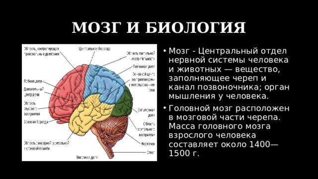 МОЗГ И БИОЛОГИЯ Мозг - Центральный отдел нервной системы человека и животных — вещество, заполняющее череп и канал позвоночника; орган мышления у человека. Головной мозг расположен в мозговой части черепа. Масса головного мозга взрослого человека составляет около 1400—1500 г. 