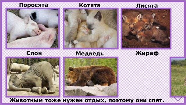 Поросята Котята Лисята Слон Жираф Медведь Животным тоже нужен отдых, поэтому они спят. 