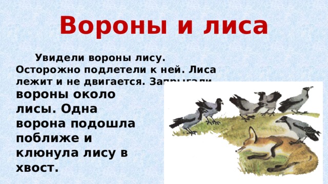 Вороны и лиса  Увидели вороны лису. Осторожно подлетели к ней. Лиса лежит и не двигается. Запрыгали вороны около лисы. Одна ворона подошла поближе и клюнула лису в хвост. 