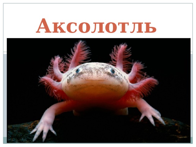 Аксолотль 