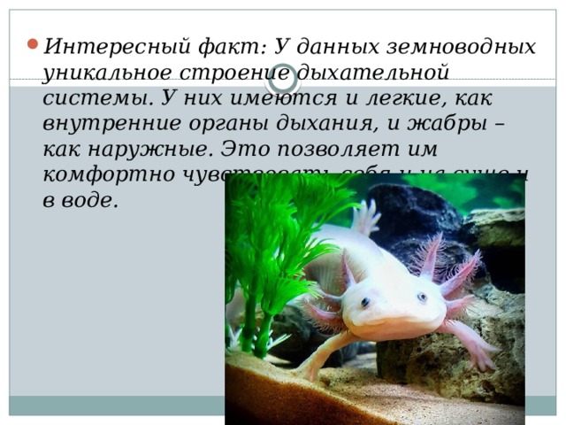 Интересный факт: У данных земноводных уникальное строение дыхательной системы. У них имеются и легкие, как внутренние органы дыхания, и жабры – как наружные. Это позволяет им комфортно чувствовать себя и на суше и в воде. 