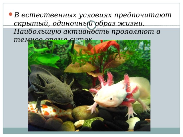В естественных условиях предпочитают скрытый, одиночный образ жизни. Наибольшую активность проявляют в темное время суток. 