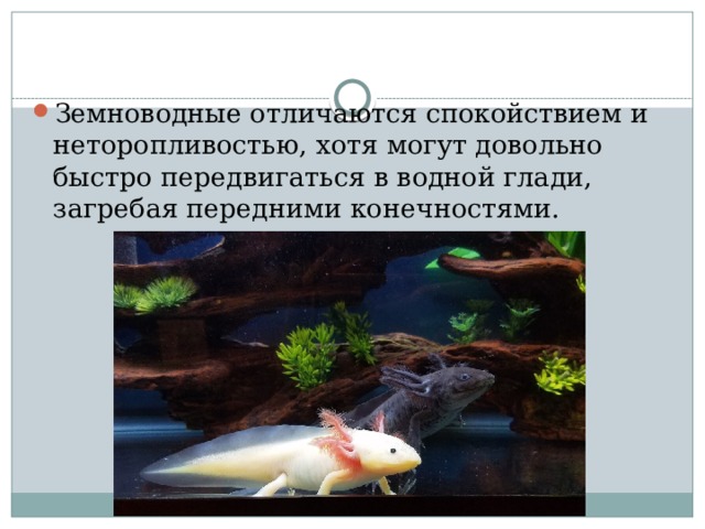 Земноводные отличаются спокойствием и неторопливостью, хотя могут довольно быстро передвигаться в водной глади, загребая передними конечностями. 