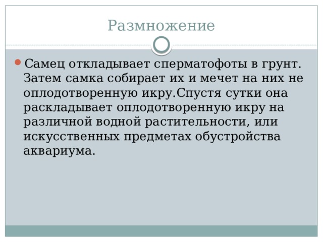 Размножение Самец откладывает сперматофоты в грунт. Затем самка собирает их и мечет на них не оплодотворенную икру.Спустя сутки она раскладывает оплодотворенную икру на различной водной растительности, или искусственных предметах обустройства аквариума. 