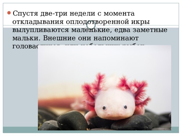 Спустя две-три недели с момента откладывания оплодотворенной икры вылупливаются маленькие, едва заметные мальки. Внешние они напоминают головастиков, или небольших рыбок. 