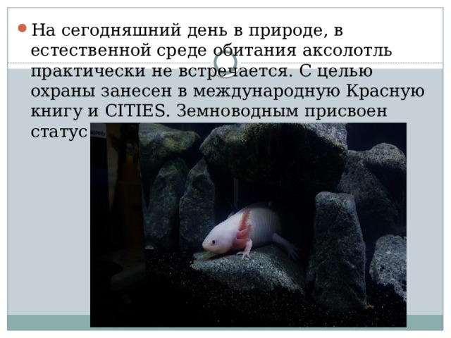 На сегодняшний день в природе, в естественной среде обитания аксолотль практически не встречается. С целью охраны занесен в международную Красную книгу и CITIES. Земноводным присвоен статус исчезающего вида. 