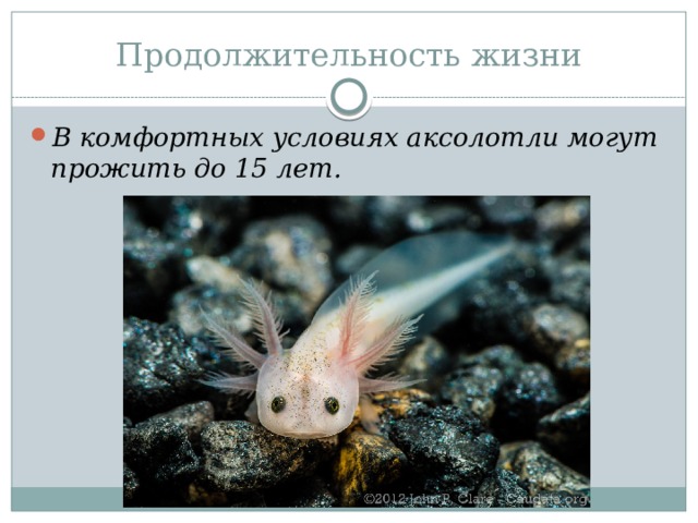 Продолжительность жизни В комфортных условиях аксолотли могут прожить до 15 лет. 
