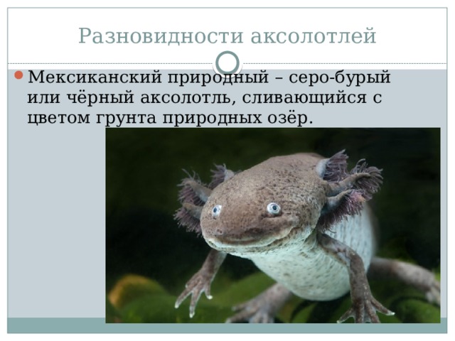 Разновидности аксолотлей Мексиканский природный – серо-бурый или чёрный аксолотль, сливающийся с цветом грунта природных озёр. 