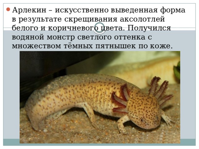 Арлекин – искусственно выведенная форма в результате скрещивания аксолотлей белого и коричневого цвета. Получился водяной монстр светлого оттенка с множеством тёмных пятнышек по коже. 