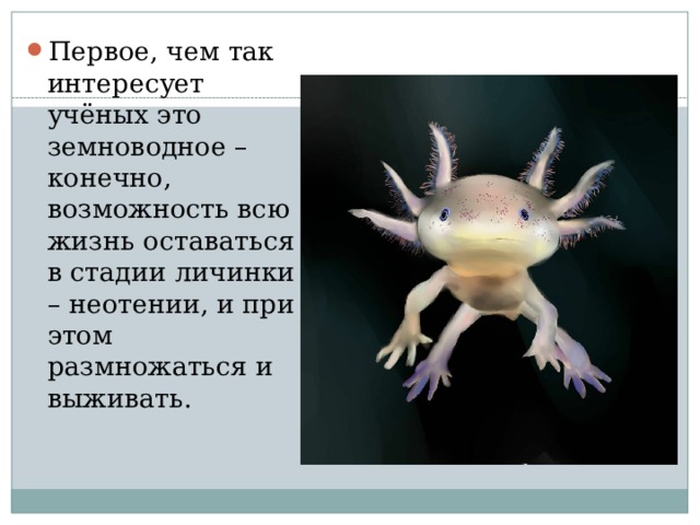 Первое, чем так интересует учёных это земноводное – конечно, возможность всю жизнь оставаться в стадии личинки – неотении, и при этом размножаться и выживать. 
