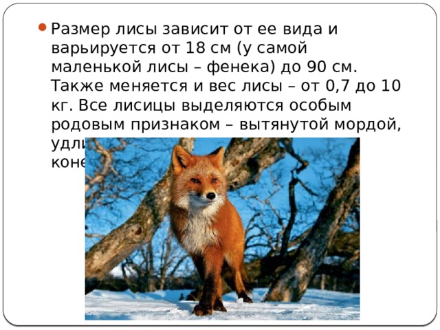 Сколько лет живут лисы. Размер лисы. Вес лисы. Почему лисы хитрые. Группа к которой относится лиса.